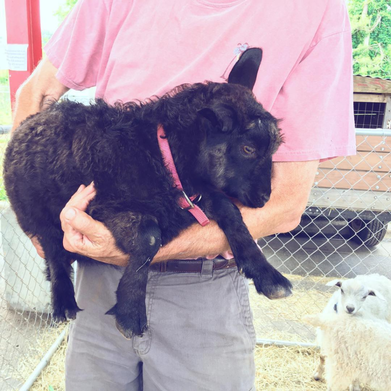 Goats from Franklin, NC