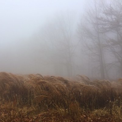 The fog made everything sort of dreamy, then the cold bit through our clothes and we raced back to the car