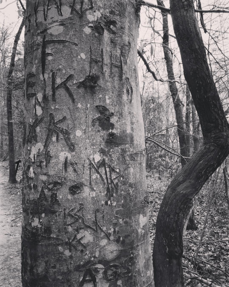 On the way back down the trail we encountered this tree of carved initials