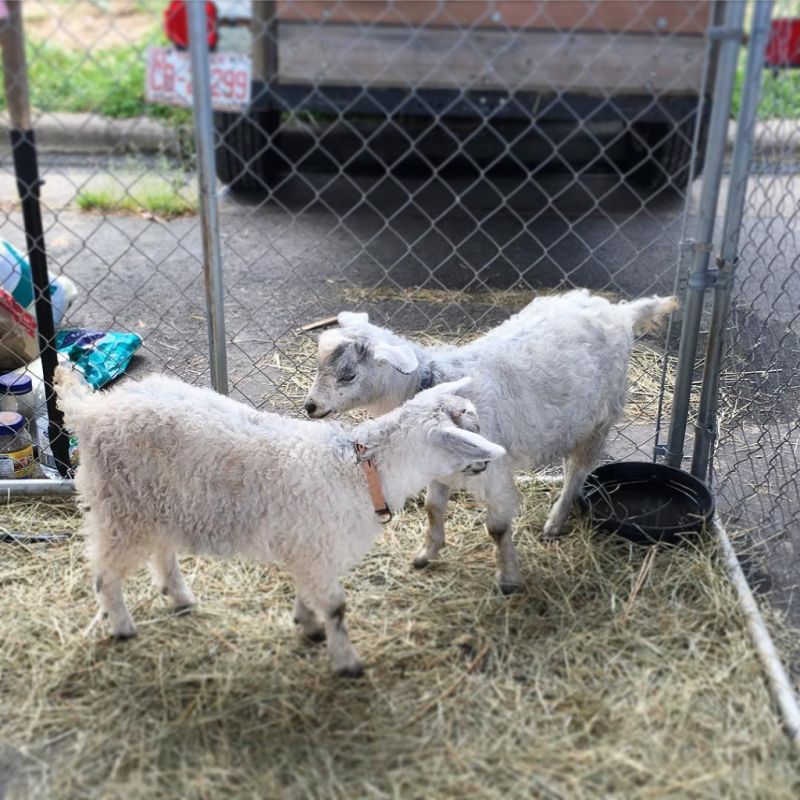 Goat twins